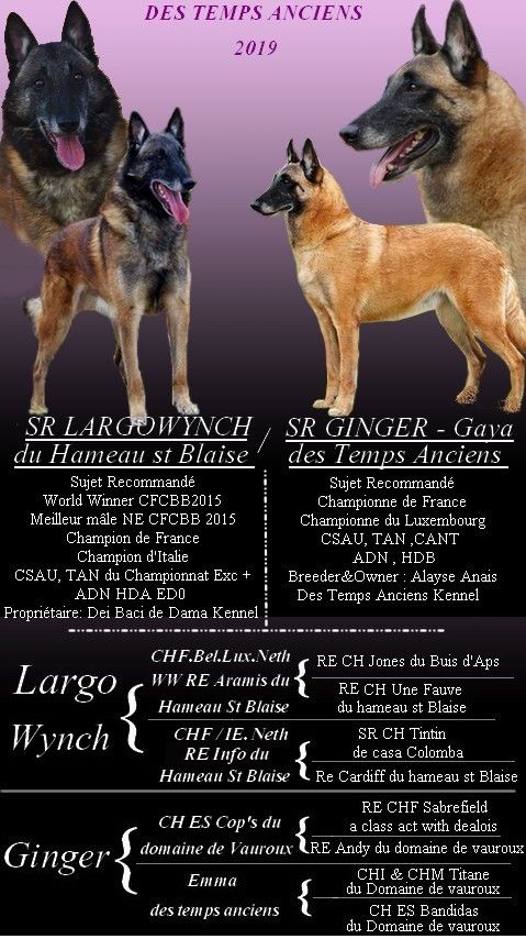 chiots disponibles